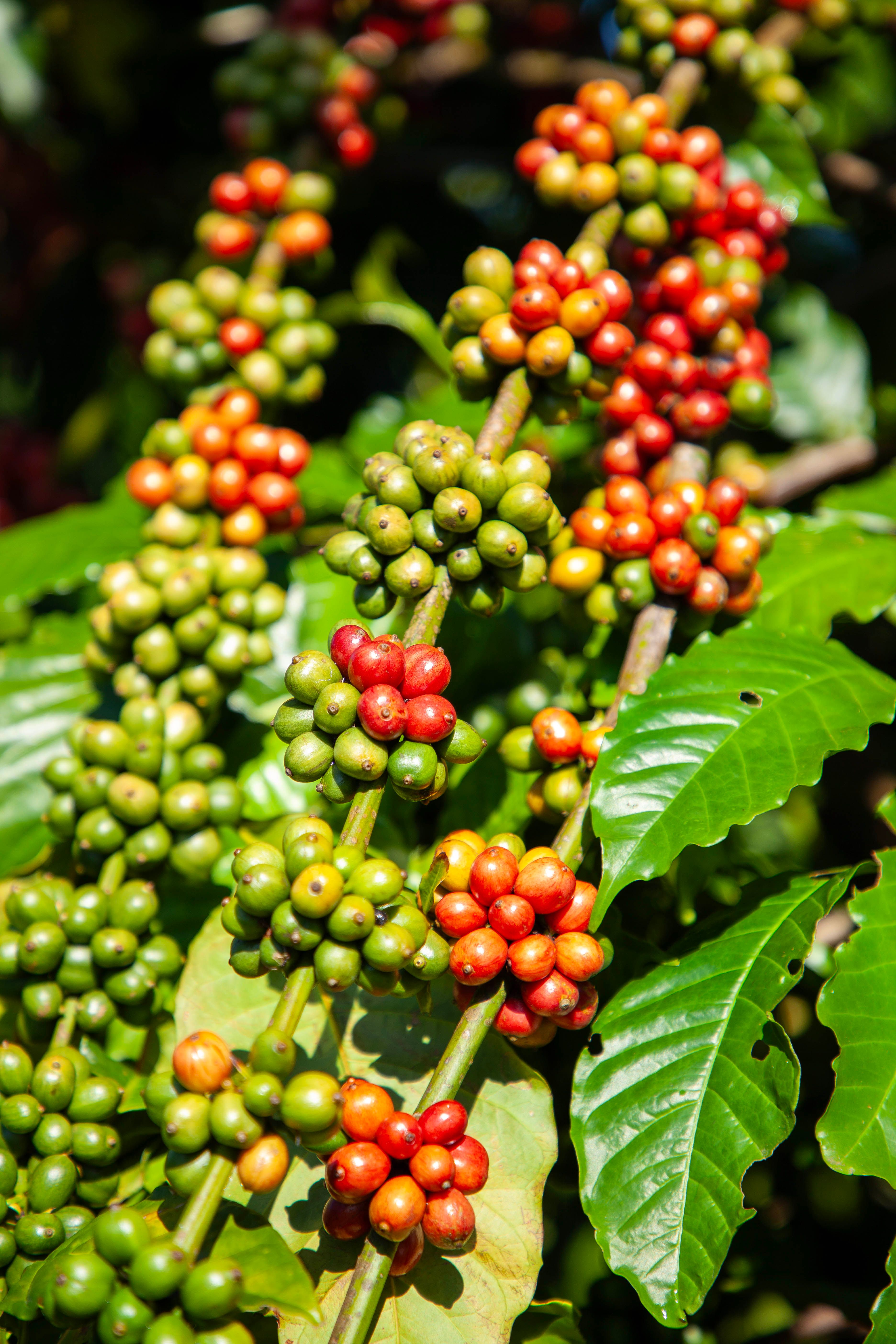 From Hangzhou to Murang’a: Taking China’s Agri Technology to East Africa