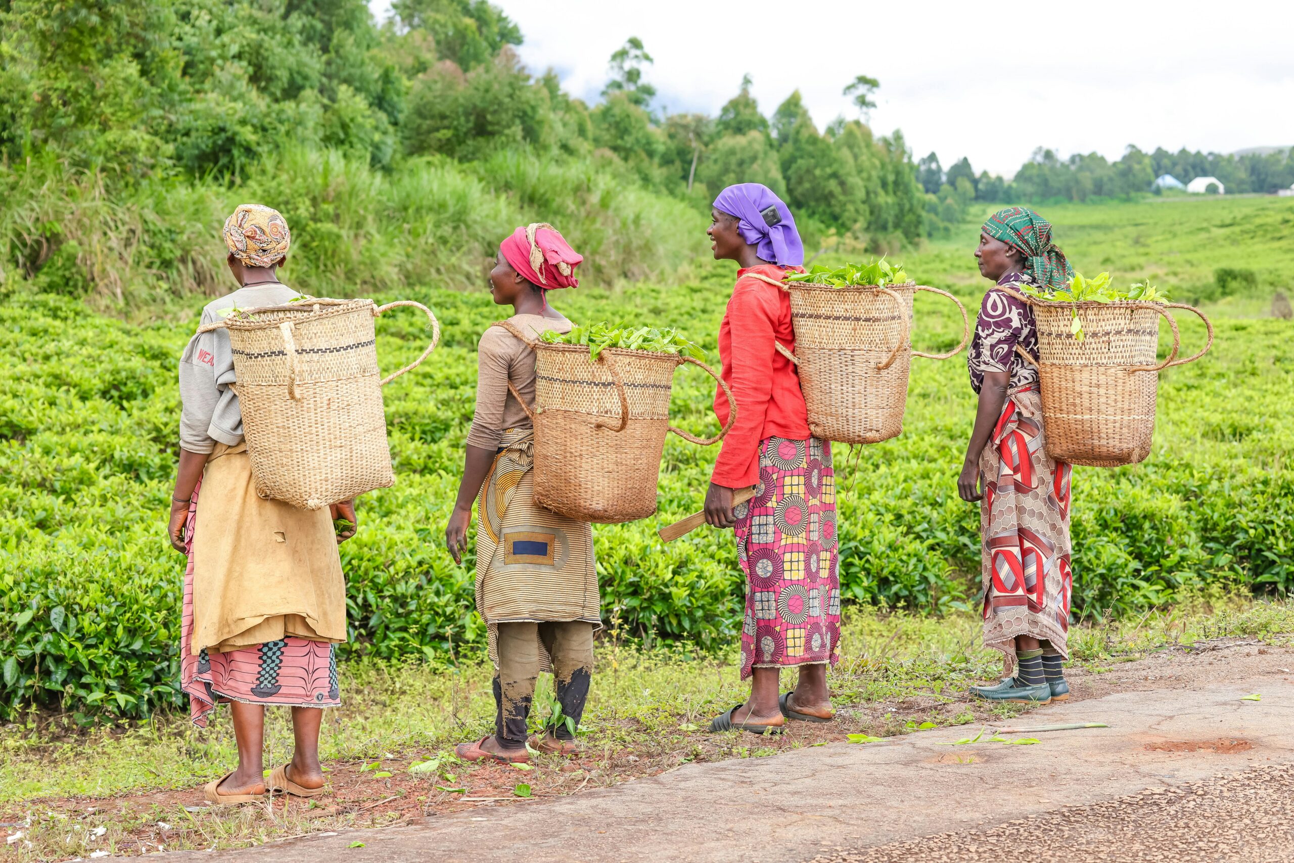 Precision Farming Over Instincts End Costly Guesswork Across Africa