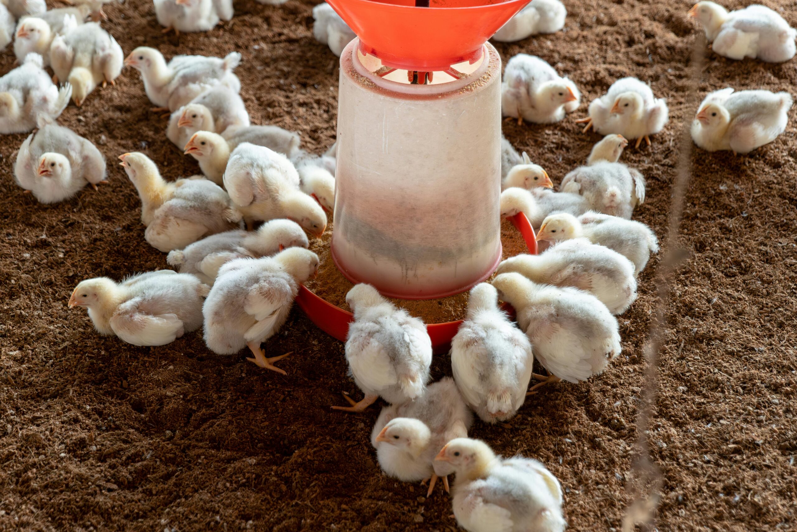 Africa’s Food Systems Shift Beyond Poultry Into Scalable Innovation