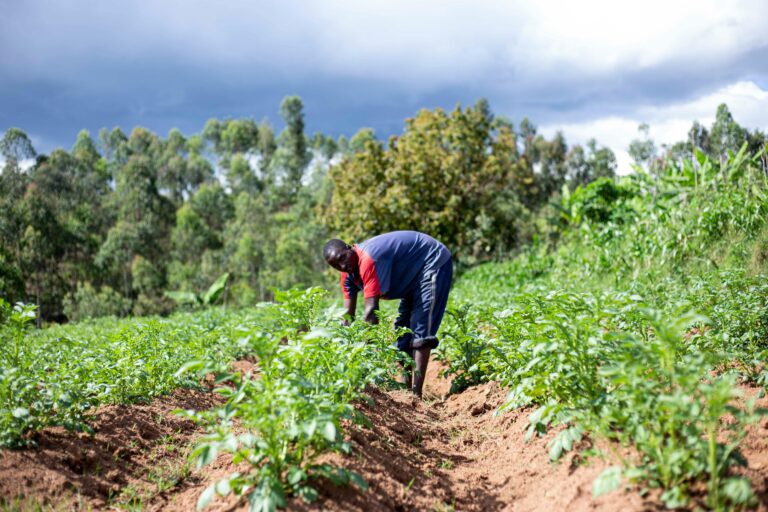 Africa’s Hidden Wealth Lies Beyond Farmgate Value Creation